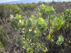 Leucadendron loranthifolium