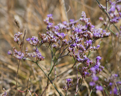 Limonium gmelinii