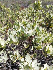 Leucadendron loranthifolium