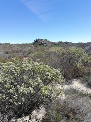 Leucadendron loranthifolium
