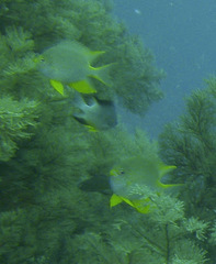 Amblyglyphidodon aureus