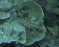Oxycirrhites typus