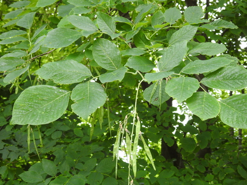 Image of Cladrastis kentukea by no rights reserved