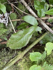 Hypoderris brownii image
