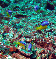 Pomacentrus auriventris