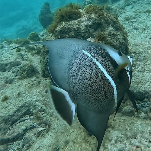 Grey Angelfish