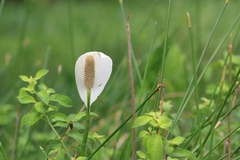 Spathiphyllum