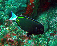 Acanthurus nigricans