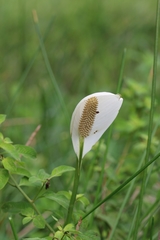 Spathiphyllum