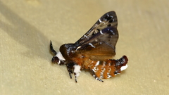 Genduara punctigera