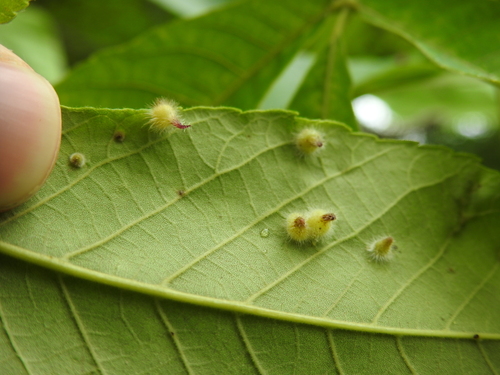 Caryomyia echinata photo 3