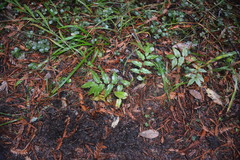 Prosartes hookeri