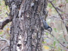Sitta carolinensis aculeata