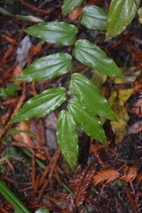 Prosartes hookeri