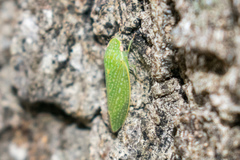Rugosana querci