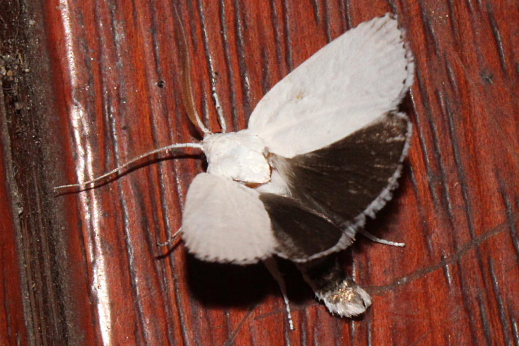 Cryptophasa epadelpha