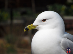 Ring-Billed Gull photo 6