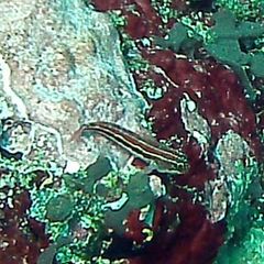 Helcogramma striata