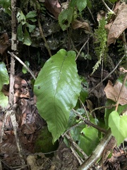 Hypoderris brownii image