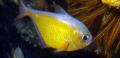 Pempheris adusta