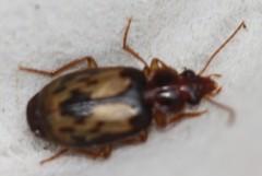 Philophlaeus luculentus