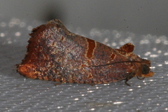 Glyphidoptera insignana