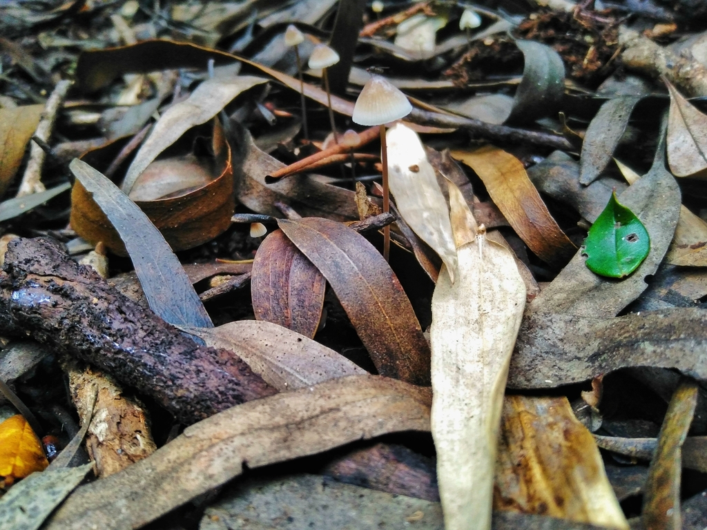 Mycena leptocephala · March 2023 · photo: © nicolas_joak (iNaturalist, cc0)