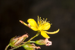 Hypericum australe