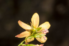 Hypericum australe