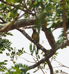 Xiphidiopicus percussus