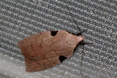 Zonopetala quadripustulella
