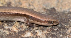 Panaspis wahlbergii