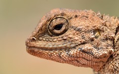 Agama aculeata distanti