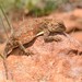 Ground Agama - Photo (c) Joubert Heymans, some rights reserved (CC BY-NC-ND), uploaded by Joubert Heymans