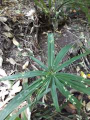Cyperus albostriatus