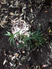 Cyperus albostriatus