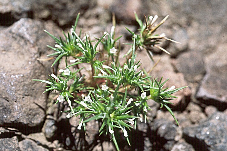 Navarretia subuligera