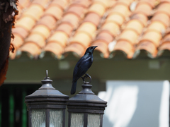 Ptiloxena atroviolacea