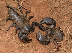 Cheloctonus intermedius