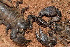 Cheloctonus intermedius