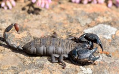 Cheloctonus intermedius