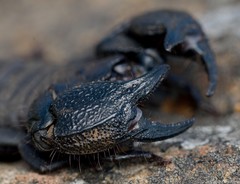 Cheloctonus intermedius