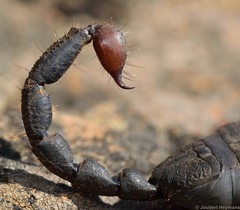 Cheloctonus intermedius