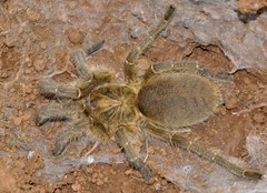 Harpactira gigas