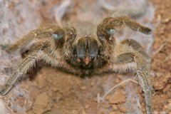 Harpactira gigas