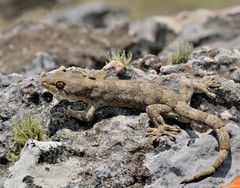 Homopholis walbergii