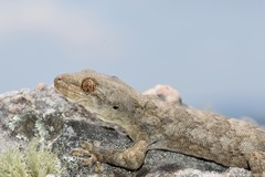 Homopholis walbergii