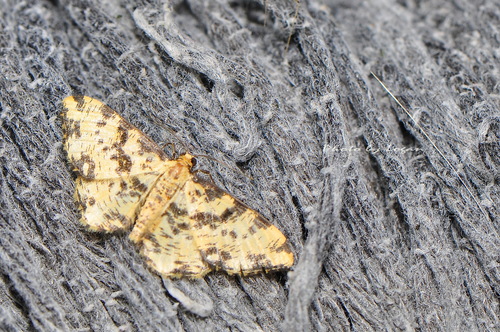Monocerotesa virgata