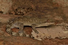 Homopholis walbergii