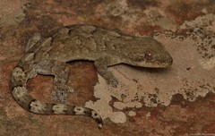 Homopholis walbergii